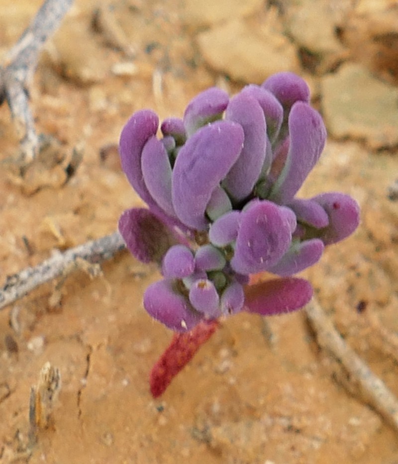 Osteocarpum dipterocarpum photo 8