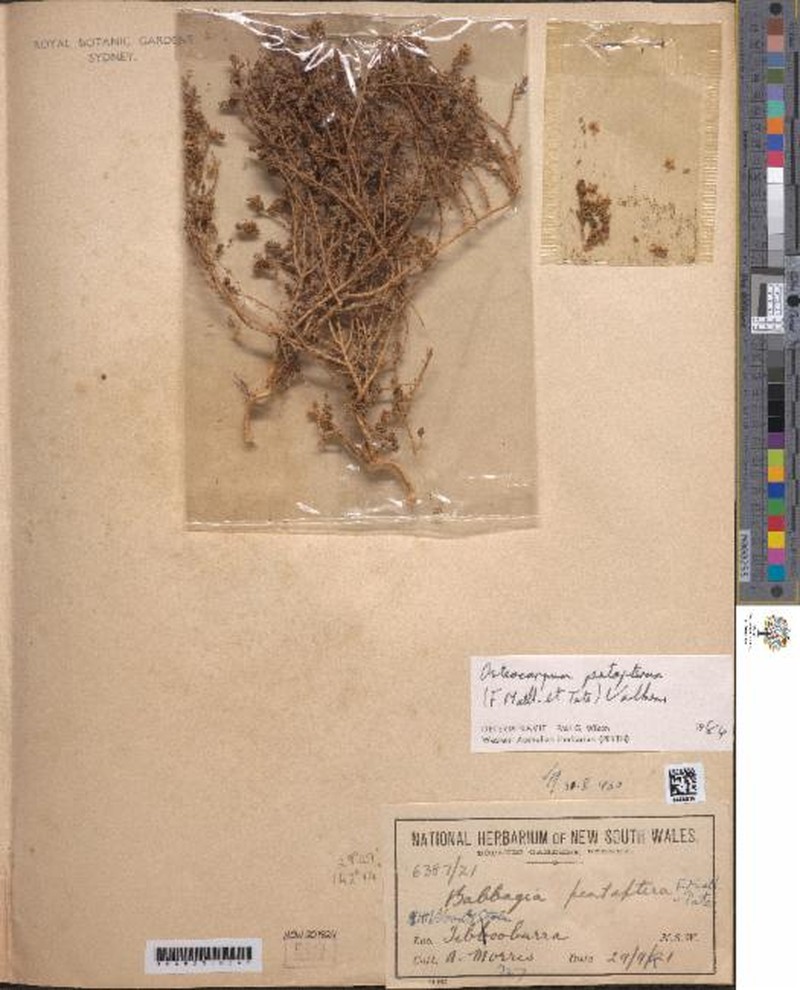 Osteocarpum pentapterum