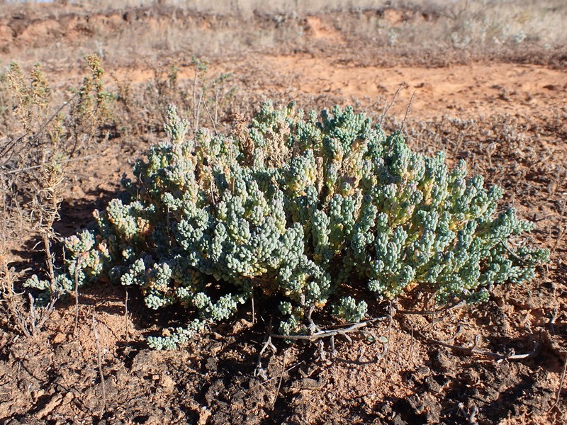 Osteocarpum salsuginosum