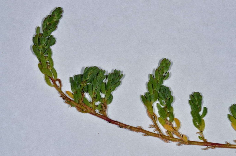 Osteocarpum salsuginosum photo 2