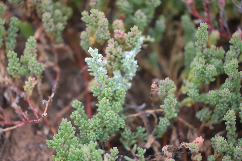 Osteocarpum salsuginosum photo 3