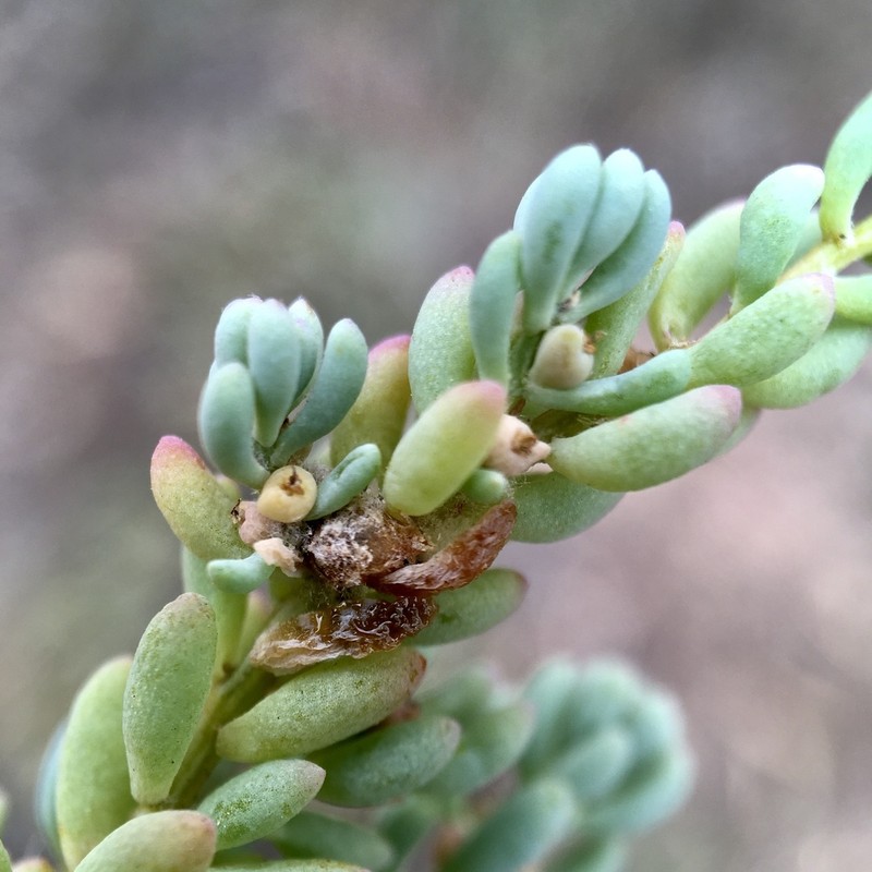 Osteocarpum salsuginosum photo 5