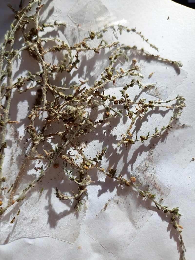 Osteocarpum salsuginosum photo 6