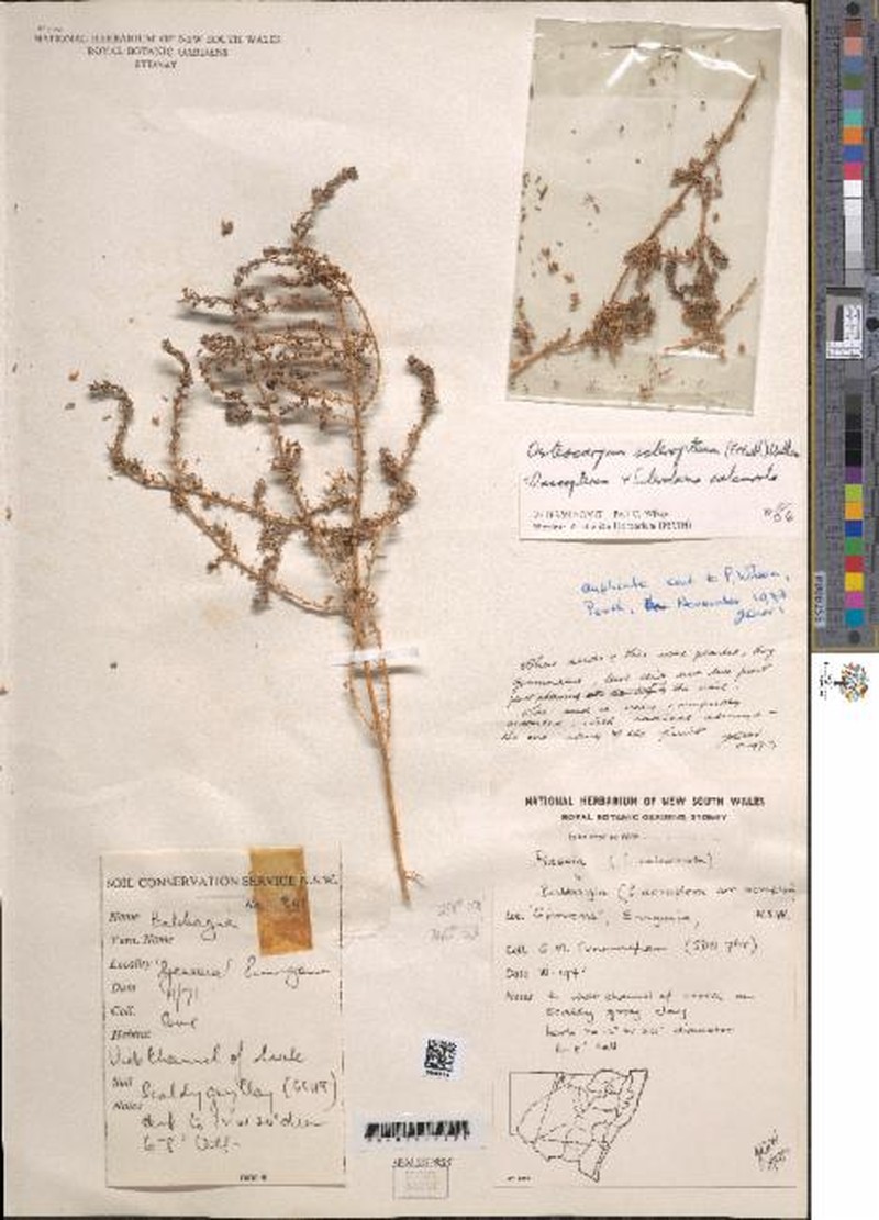 Osteocarpum scleropterum