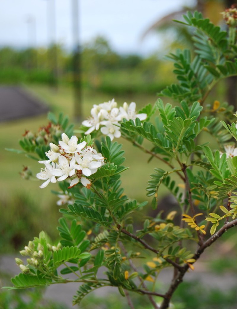 Hawai'I Hawthorn