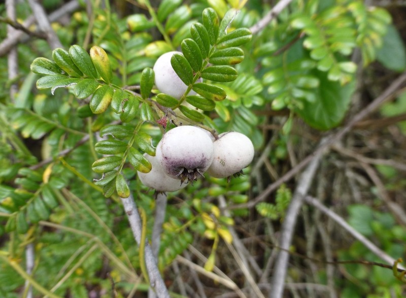 Hawai'I Hawthorn photo 2