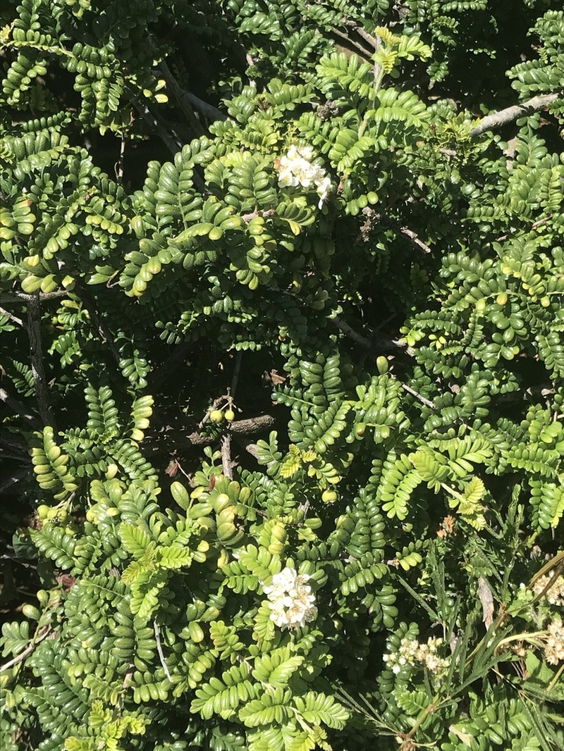 Hawai'I Hawthorn photo 3
