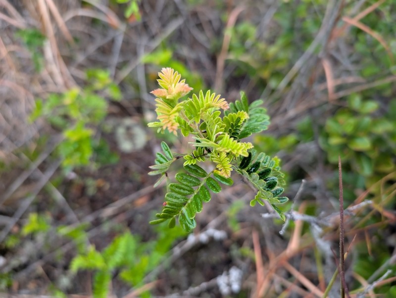 Hawai'I Hawthorn photo 4