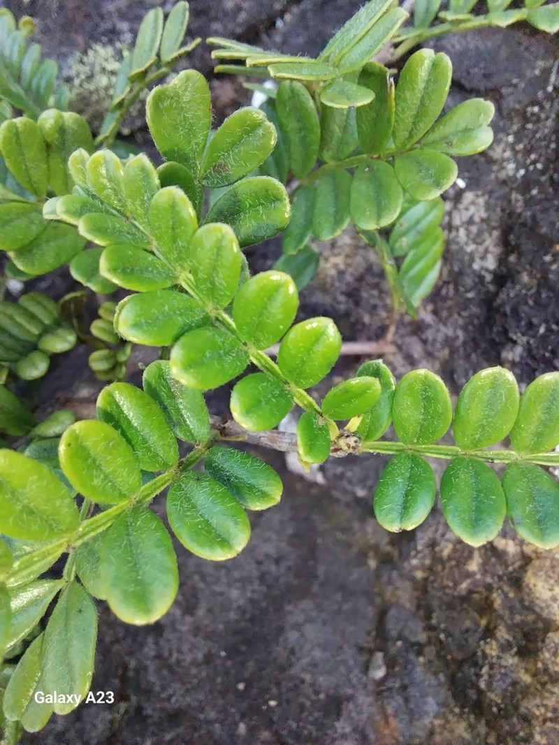 Hawai'I Hawthorn photo 5