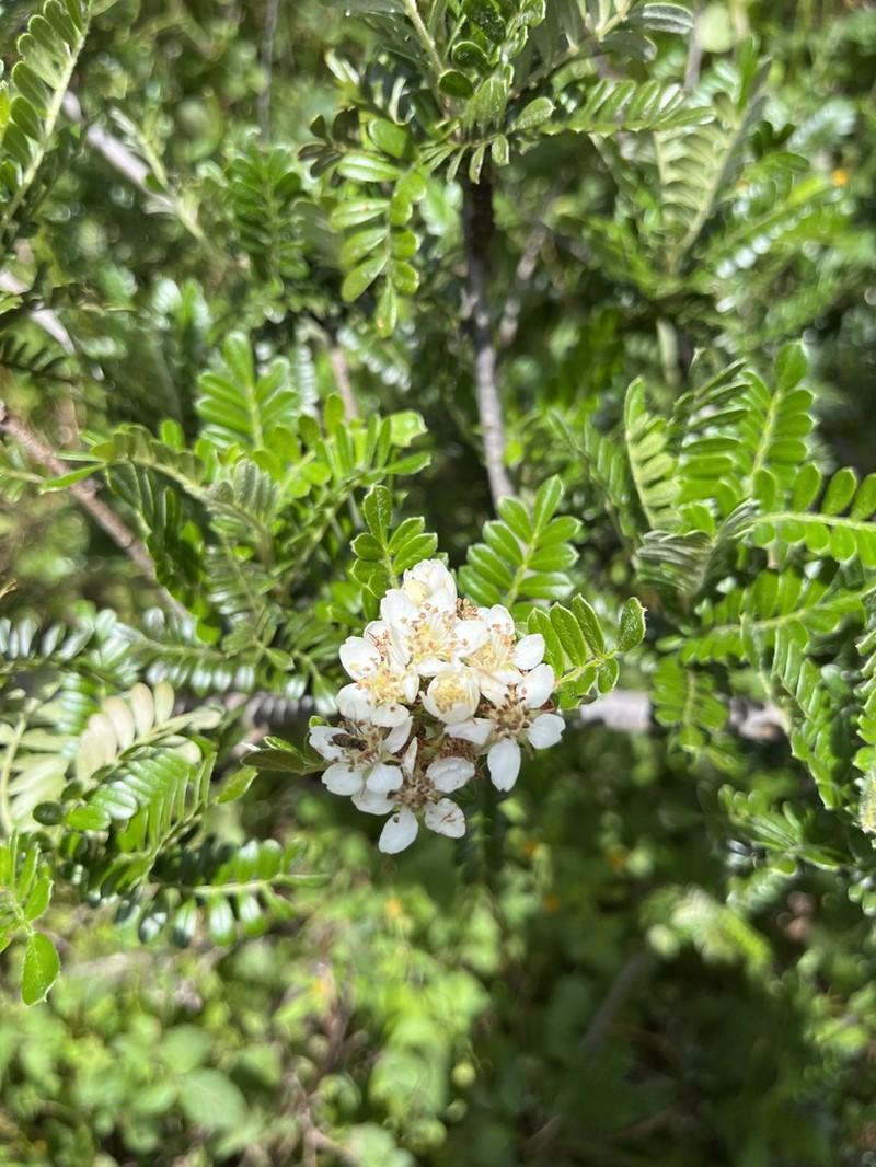 Hawai'I Hawthorn photo 6