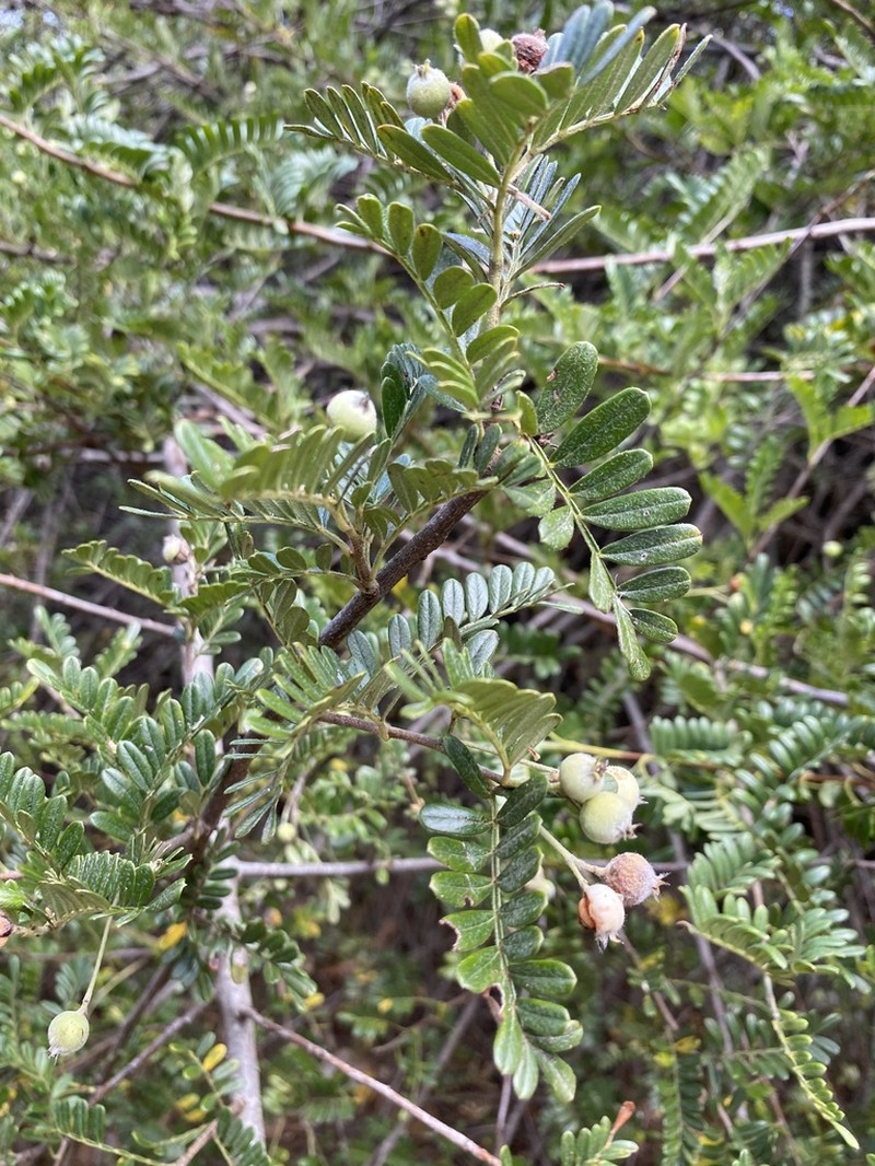 Hawai'I Hawthorn photo 7