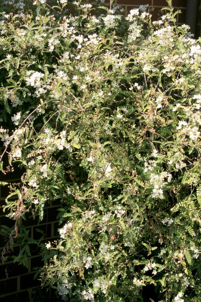 Osteomeles schweriniae