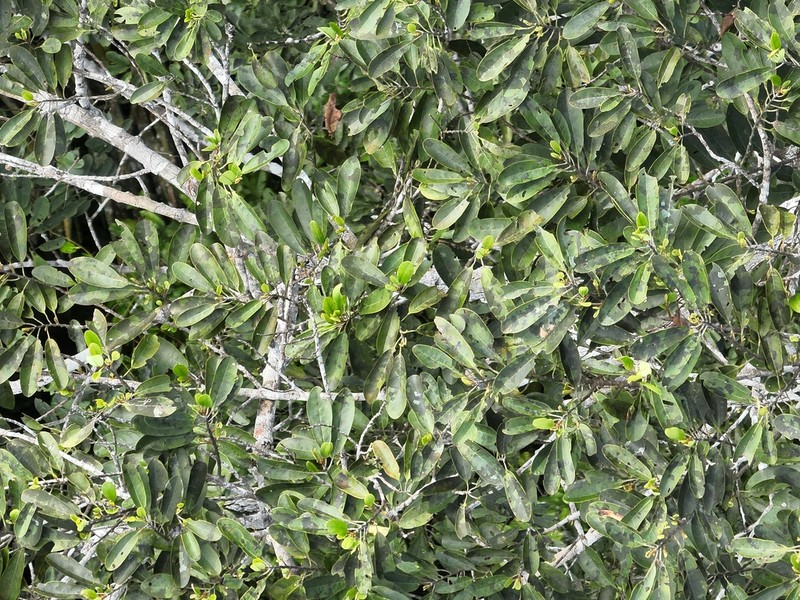 Osteophloeum platyspermum