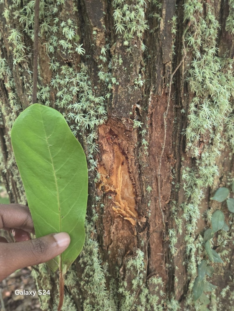 Osteophloeum platyspermum photo 2