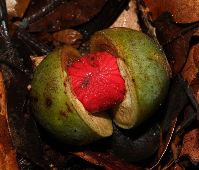 Osteophloeum platyspermum photo 3