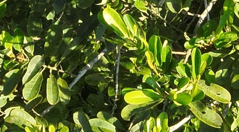 Osteophloeum platyspermum photo 4
