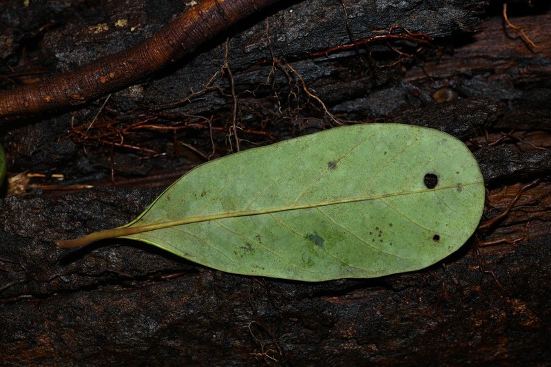 Osteophloeum platyspermum photo 5
