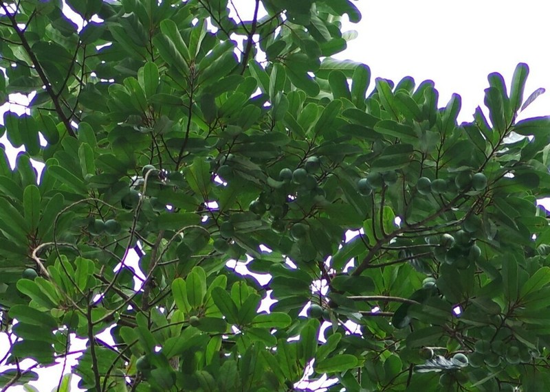 Osteophloeum platyspermum photo 6