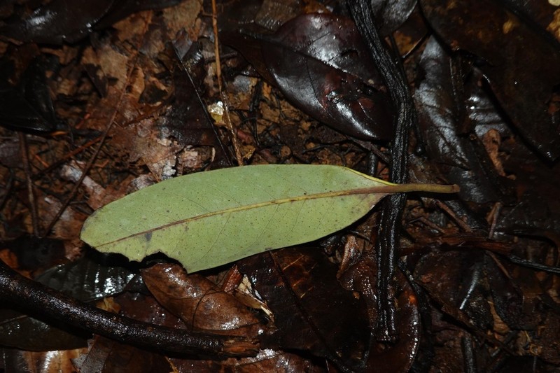Osteophloeum platyspermum photo 7
