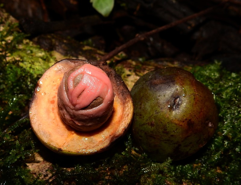 Osteophloeum platyspermum photo 8
