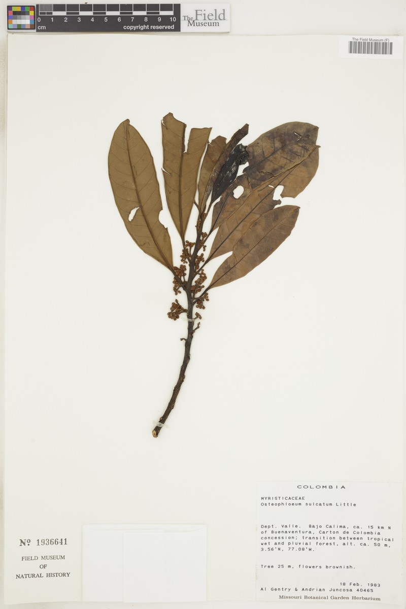 Osteophloeum platyspermum var. sulcatum