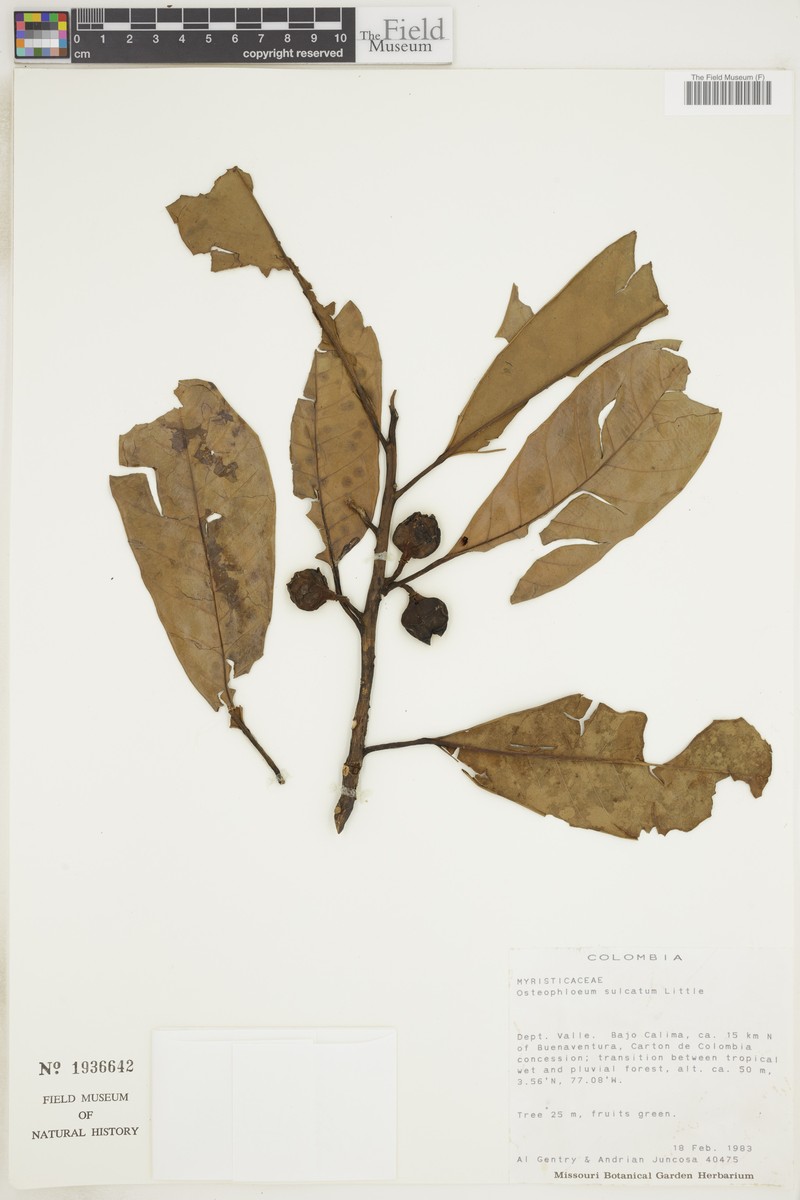 Osteophloeum platyspermum var. sulcatum photo 2