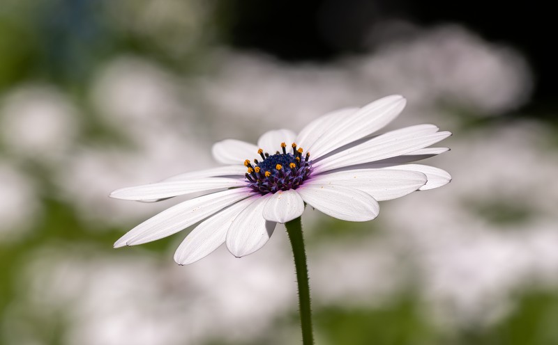 Blue And White Daisybush photo 2