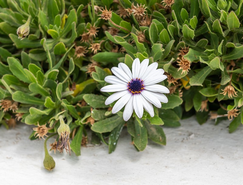 Blue And White Daisybush photo 3