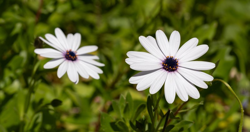 Blue And White Daisybush photo 8