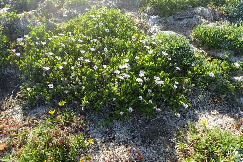 Shrubby Daisybush