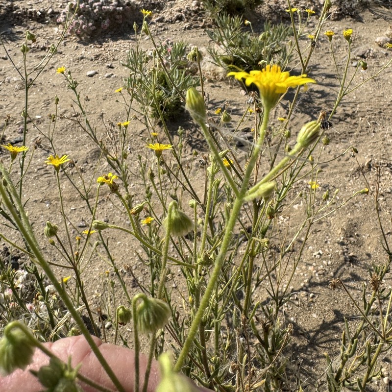 Osteospermum microcarpum subsp. septentrionale