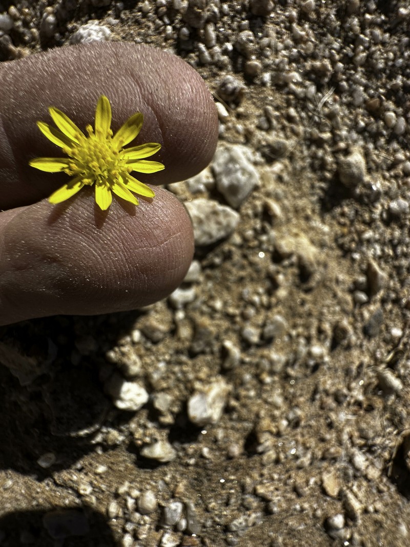 Osteospermum microcarpum subsp. septentrionale photo 4