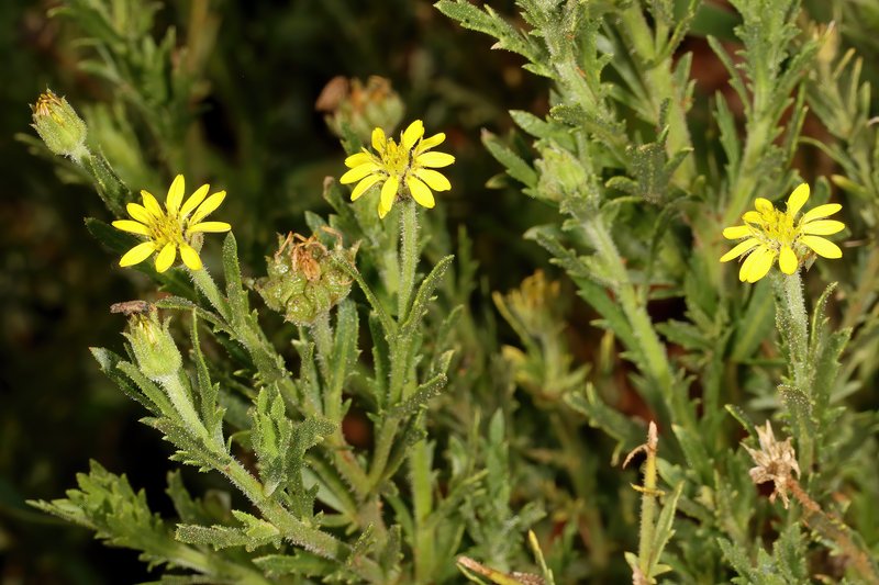 Osteospermum muricatum