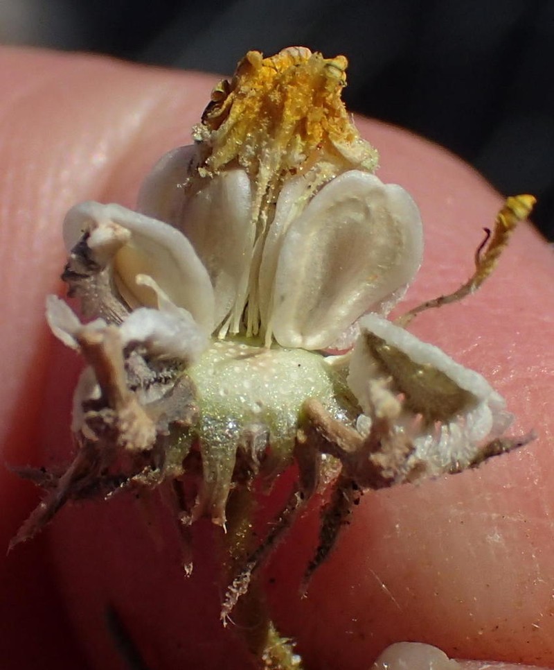 Osteospermum polypterum