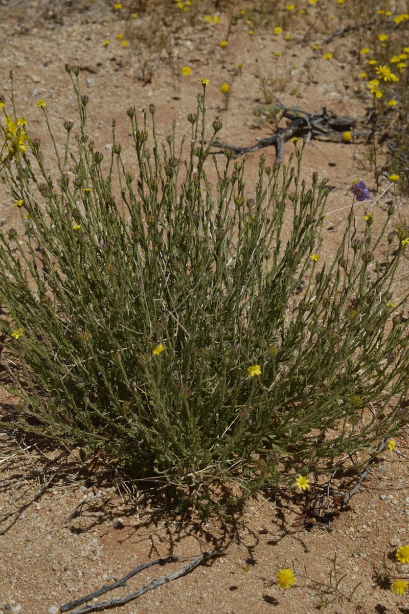 Osteospermum polypterum photo 2