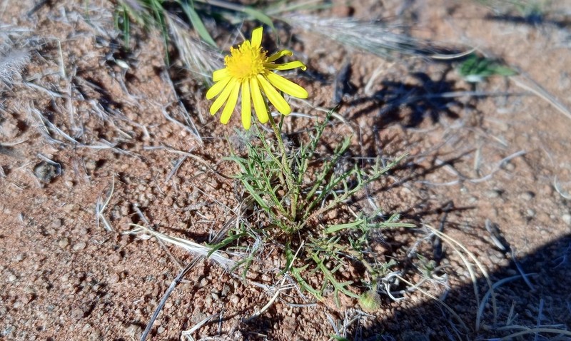 Osteospermum polypterum photo 3