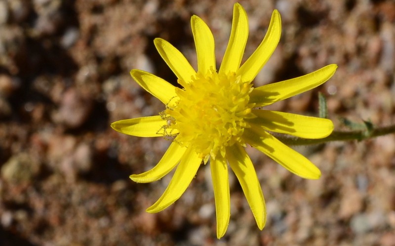 Osteospermum polypterum photo 6