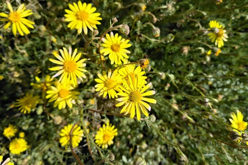 Osteospermum polypterum photo 7