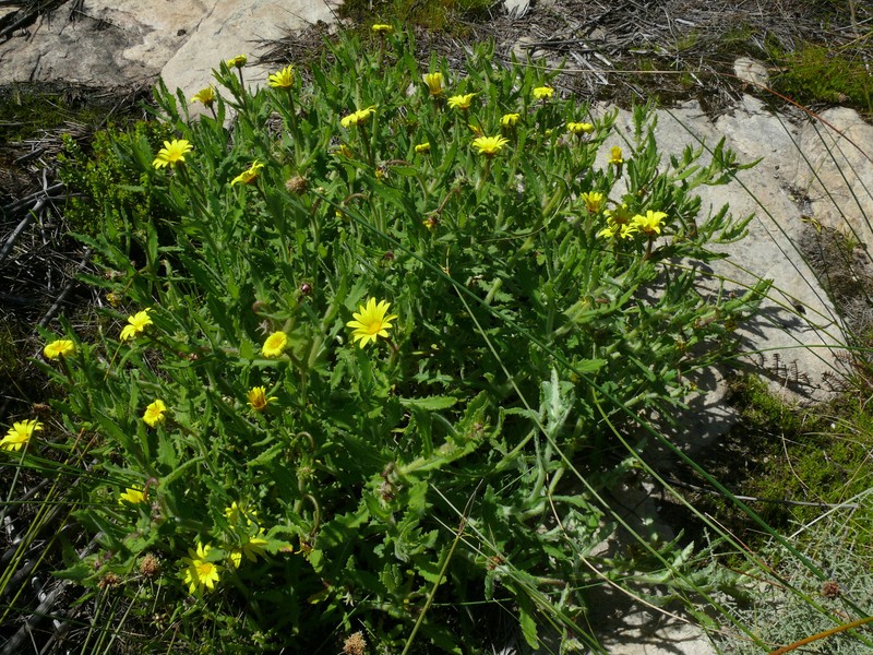Osteospermum rigidum var. elegans
