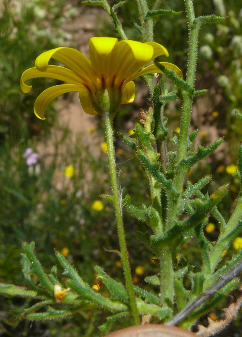 Osteospermum rigidum var. elegans photo 2