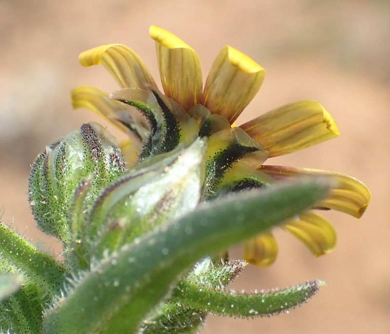 Osteospermum sinuatum var. lineare