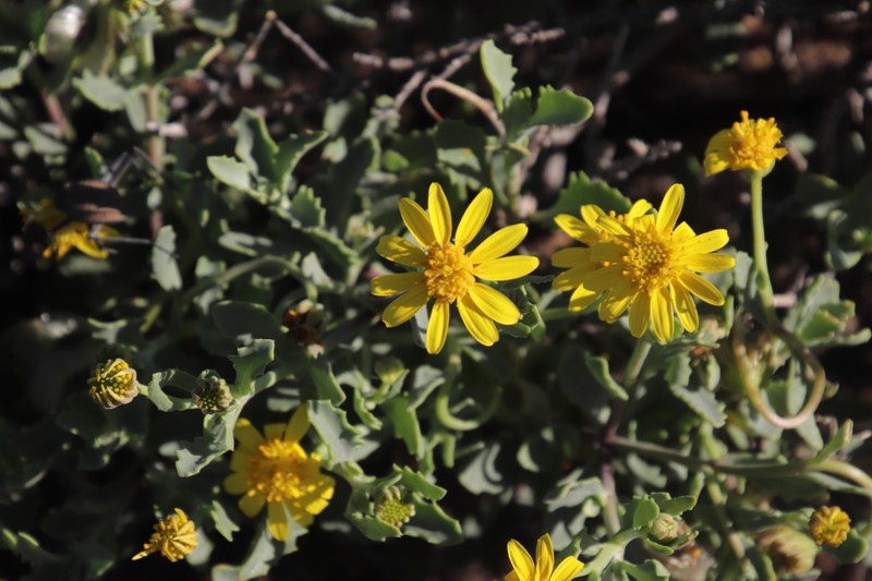 Osteospermum sinuatum var. sinuatum