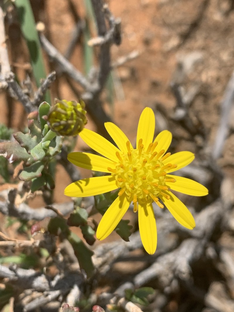 Osteospermum sinuatum var. sinuatum photo 3