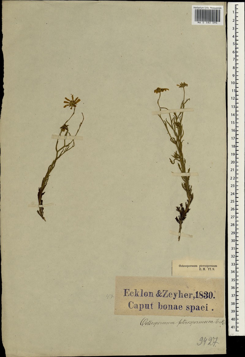 Osteospermum spinosum var. runcinatum photo 2