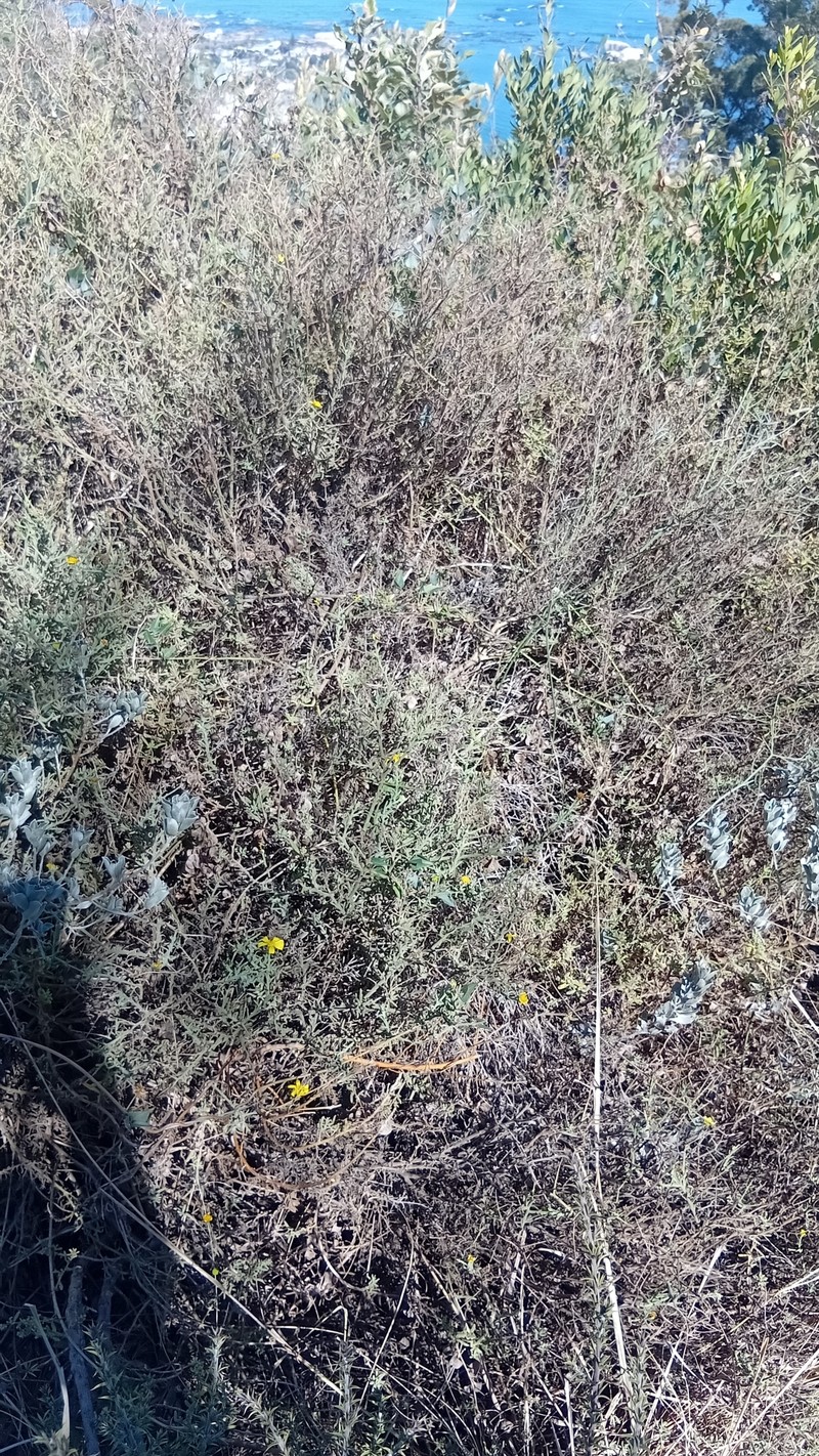 Osteospermum spinosum var. spinosum