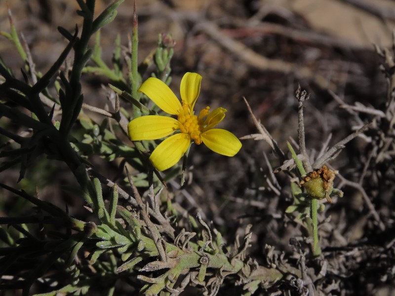 Osteospermum spinosum var. spinosum photo 3