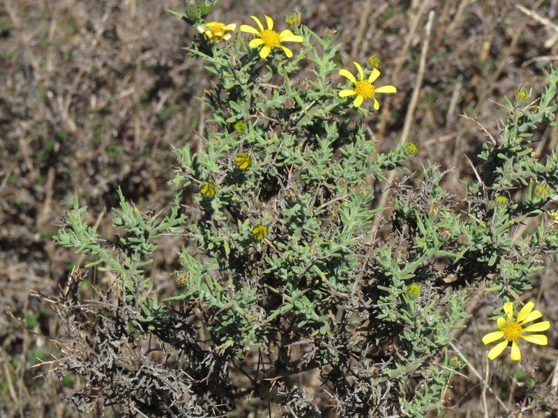 Osteospermum spinosum var. spinosum photo 4