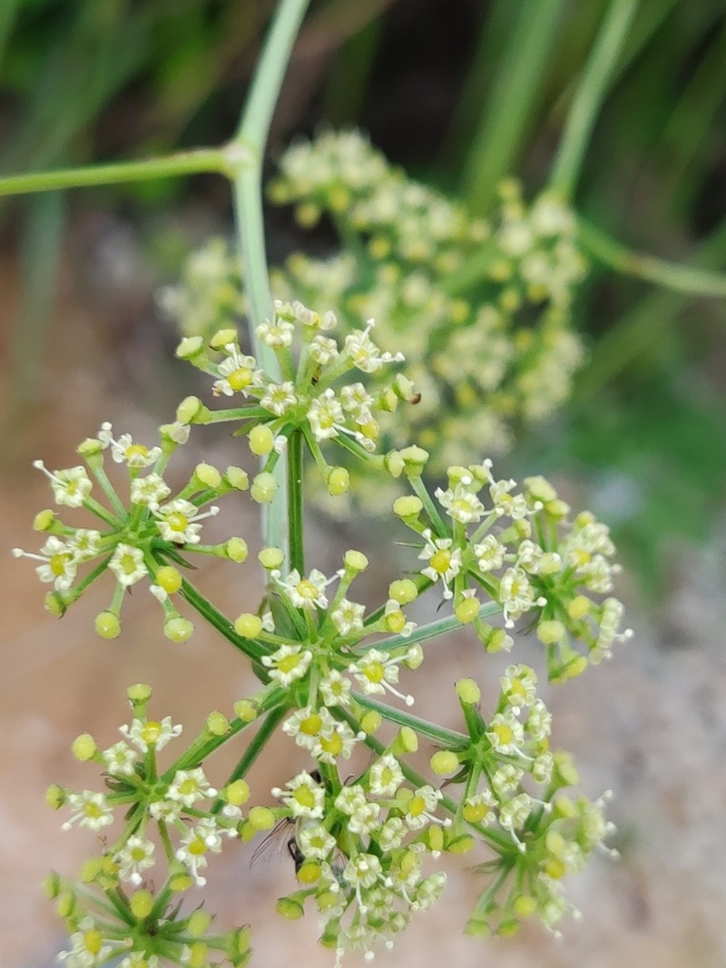 Ostericum citriodorum