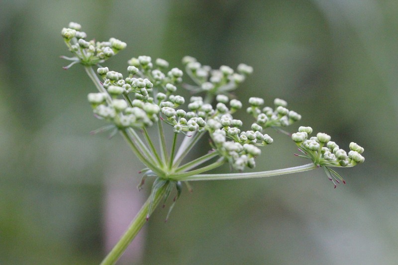 Ostericum citriodorum photo 2