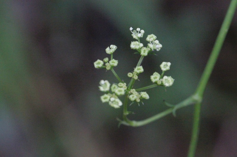 Ostericum citriodorum photo 3